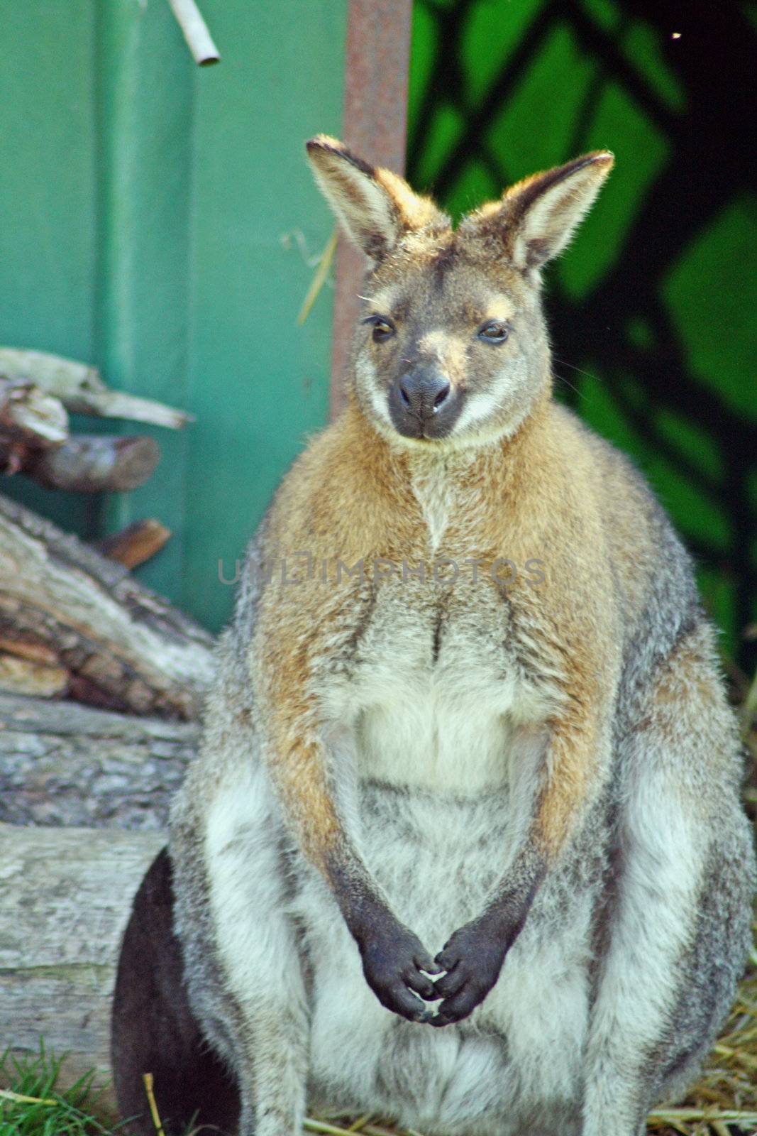 wallaby by lizapixels