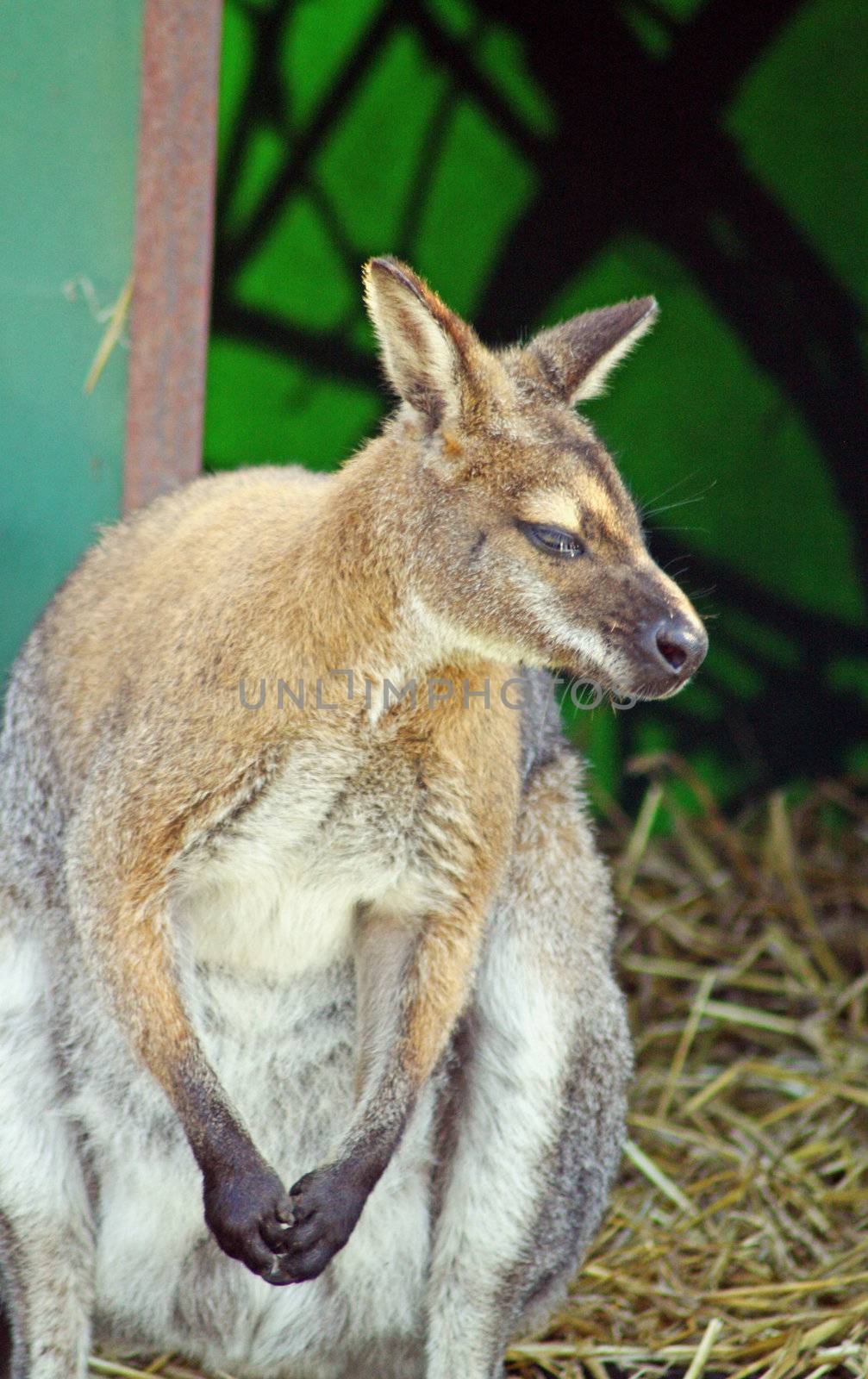 wallaby by lizapixels
