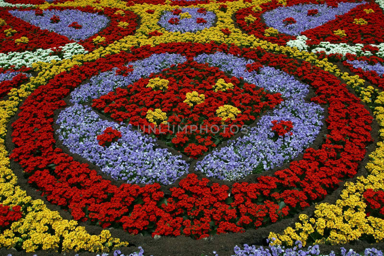 Flowers in park