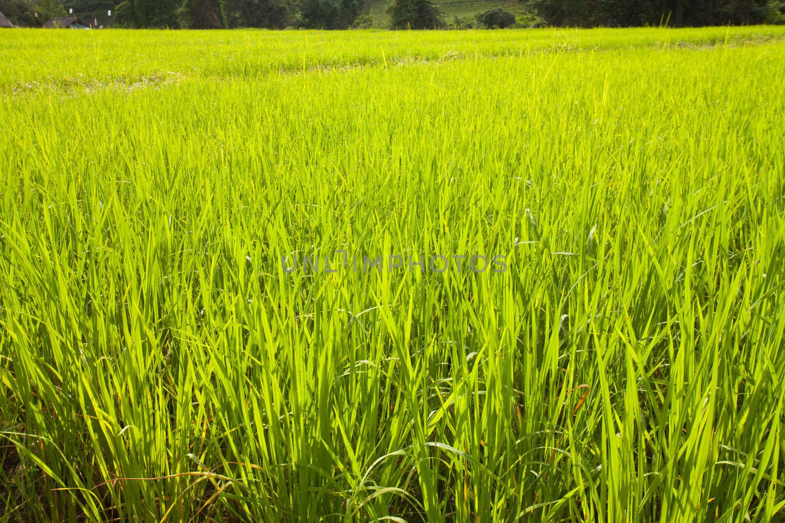 Fields in northern Thailand
