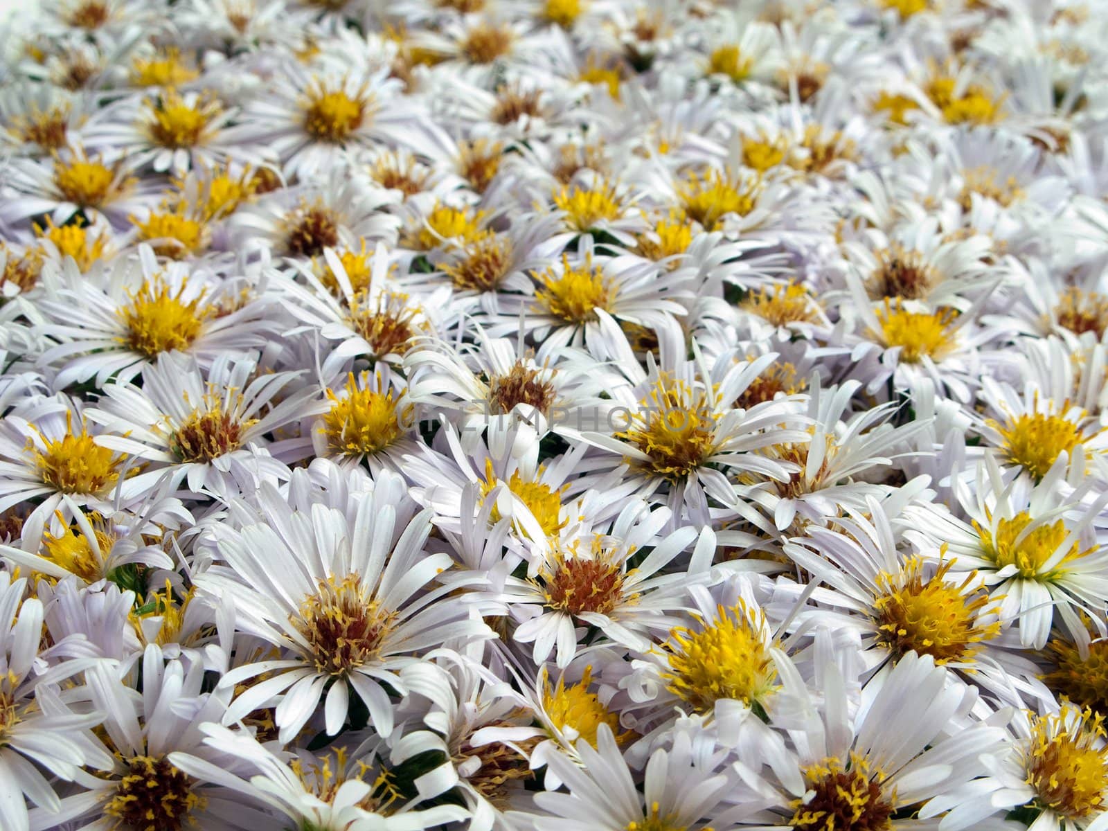 White nature chamomile flower background frame