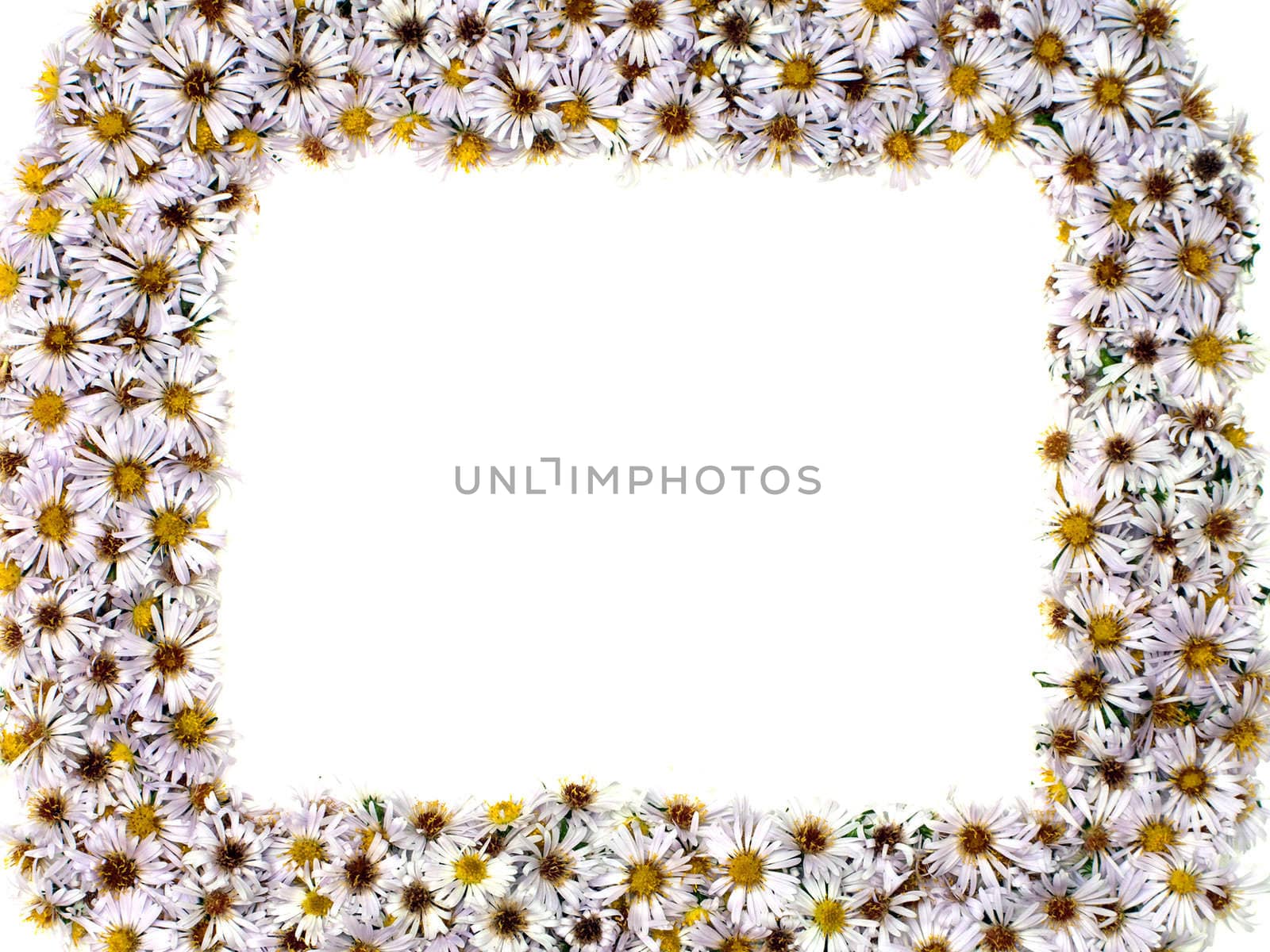 White nature chamomile flower background frame