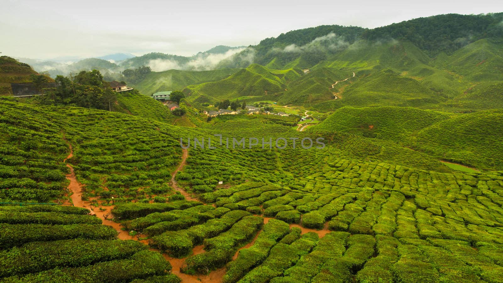 Tea plant on hill
