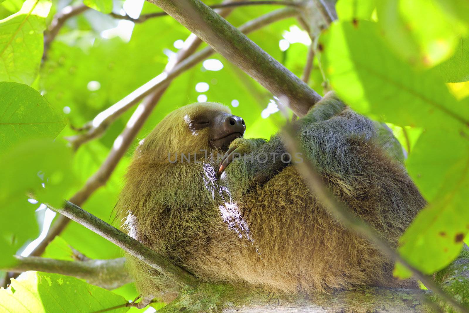 A Three-toed Sloth sleeping in the tree in Manuel Antonio national park