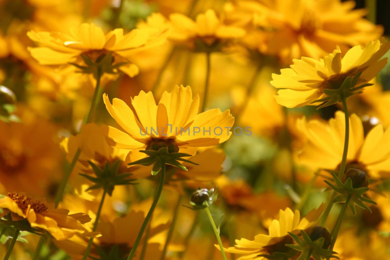 Yelow flower