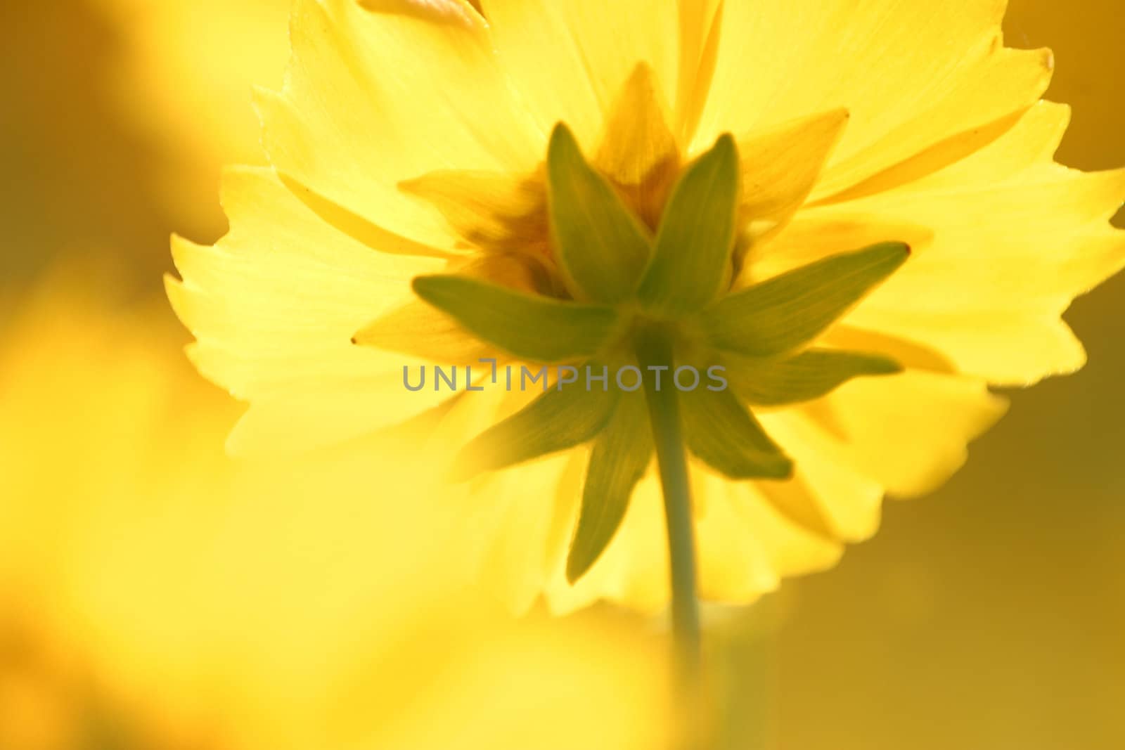 Yelow flower