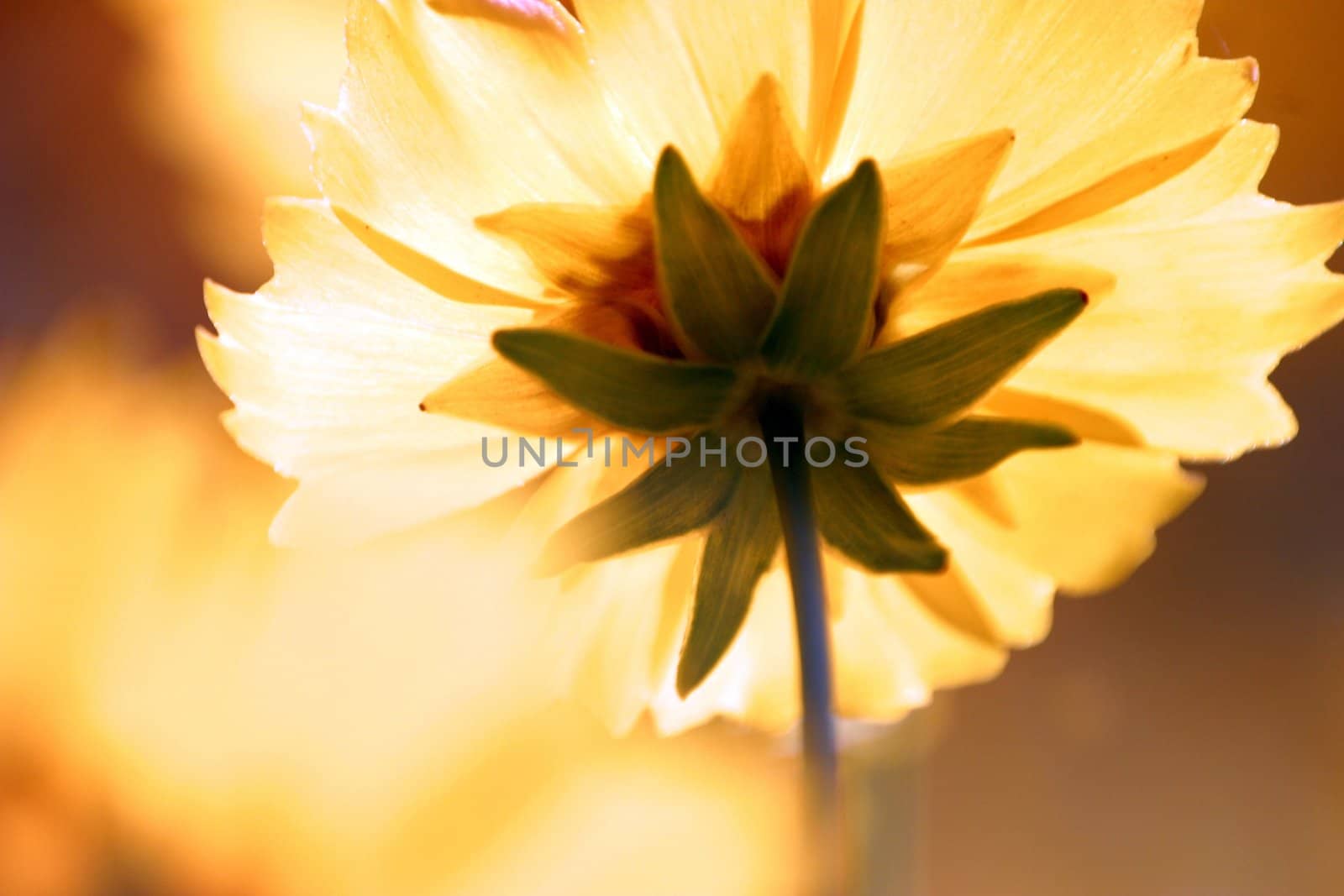 Yelow flower