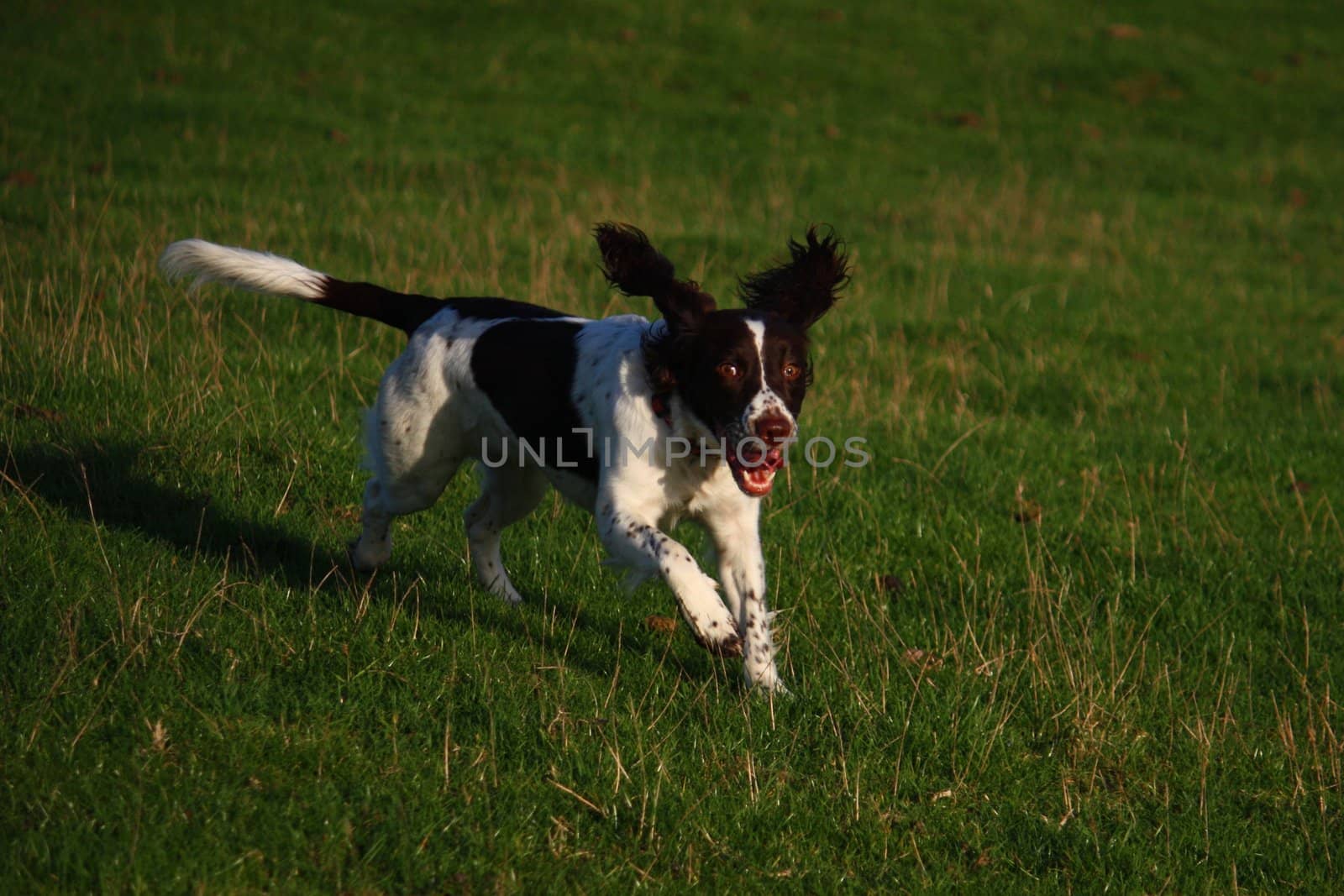 Working English Springer Spaniel running in a field by chrisga