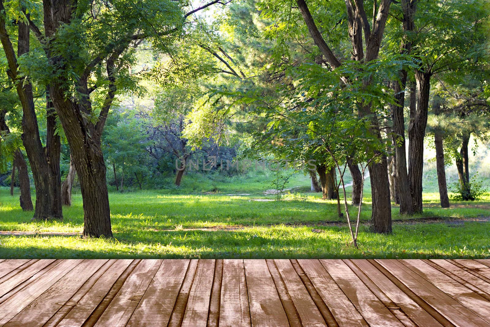 wooden podium, coming in autumn park by Plus69