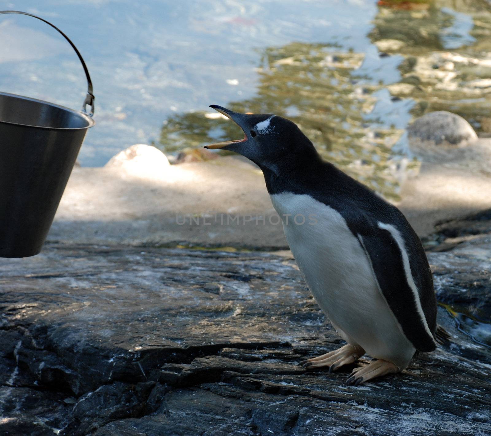 Angry penguin