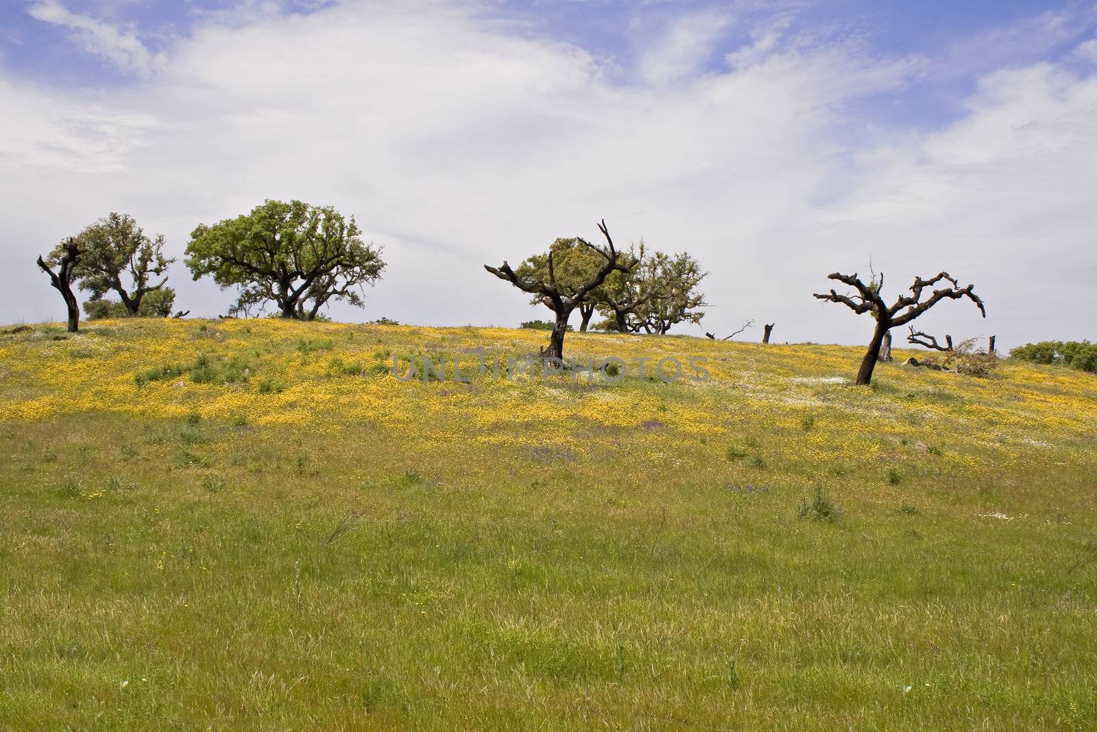 Spring landscape in Alentejo - Portugal