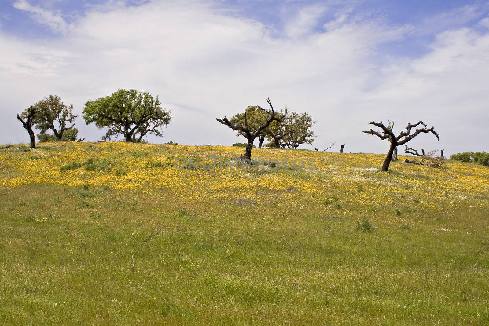 Spring landscape  by PauloResende