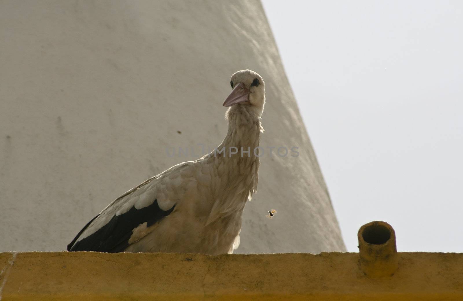 Stork in top of roof by PauloResende