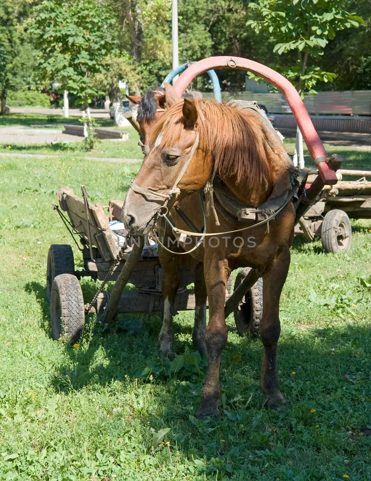 brown horse with green grass at background