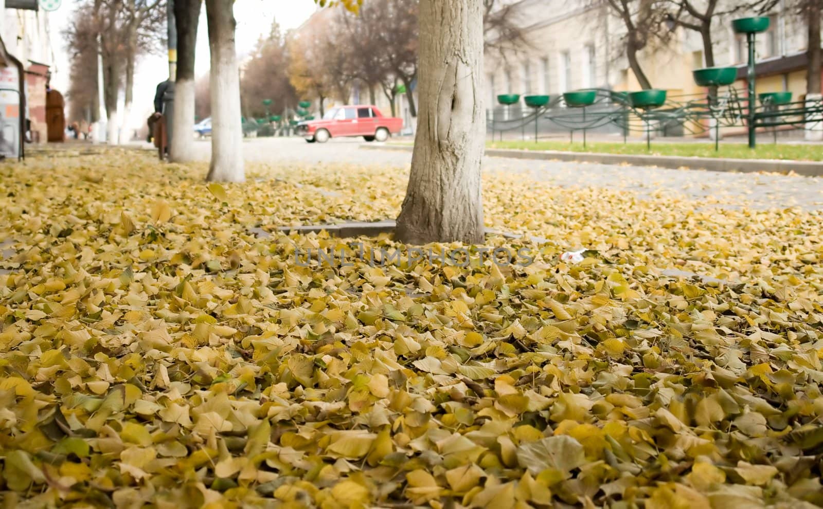 Yellow autumn foliage on city asphalt