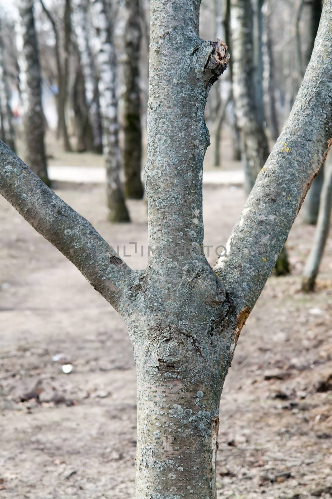 The tree is similar to a sign "peace"