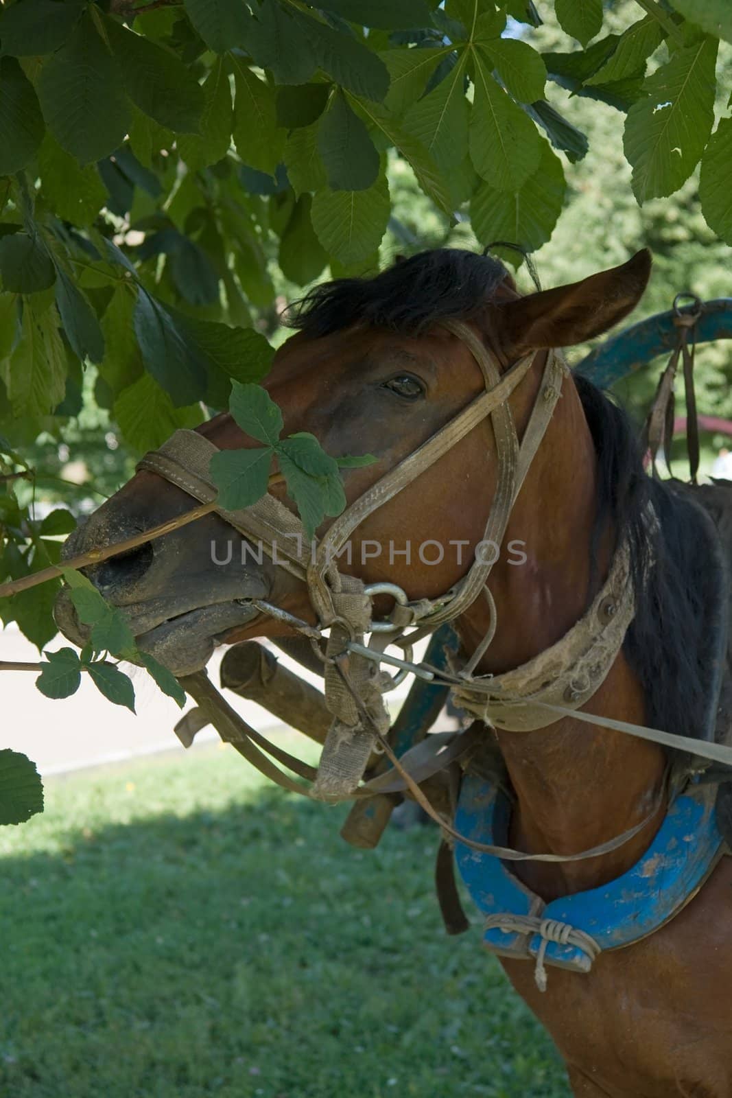 brown horse with green grass at background