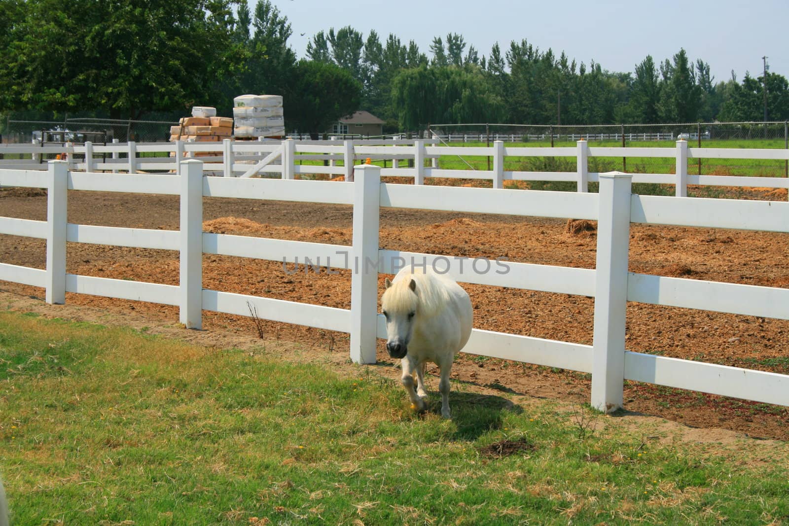 White miniature horse at the farm on a sunny day.
