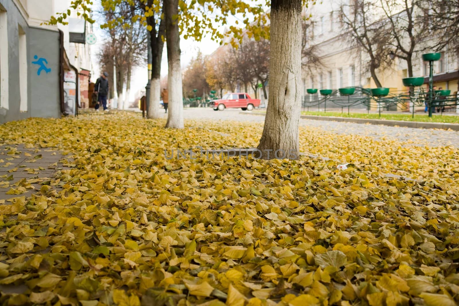 Yellow autumn foliage on city asphalt