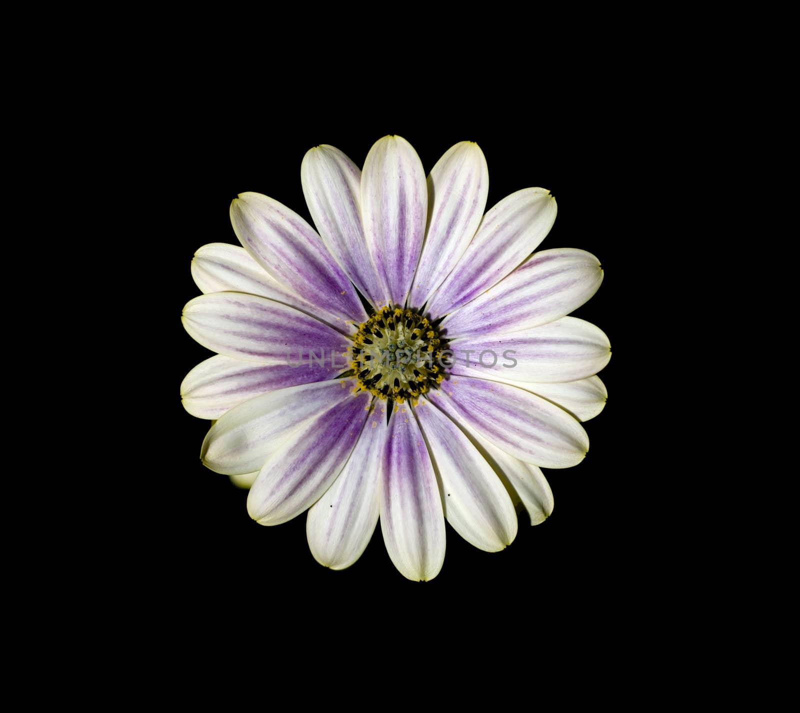 Flower isolated on black background