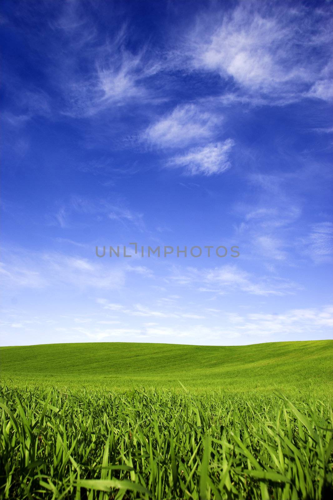 Beautiful green meadow with a bright blue sky