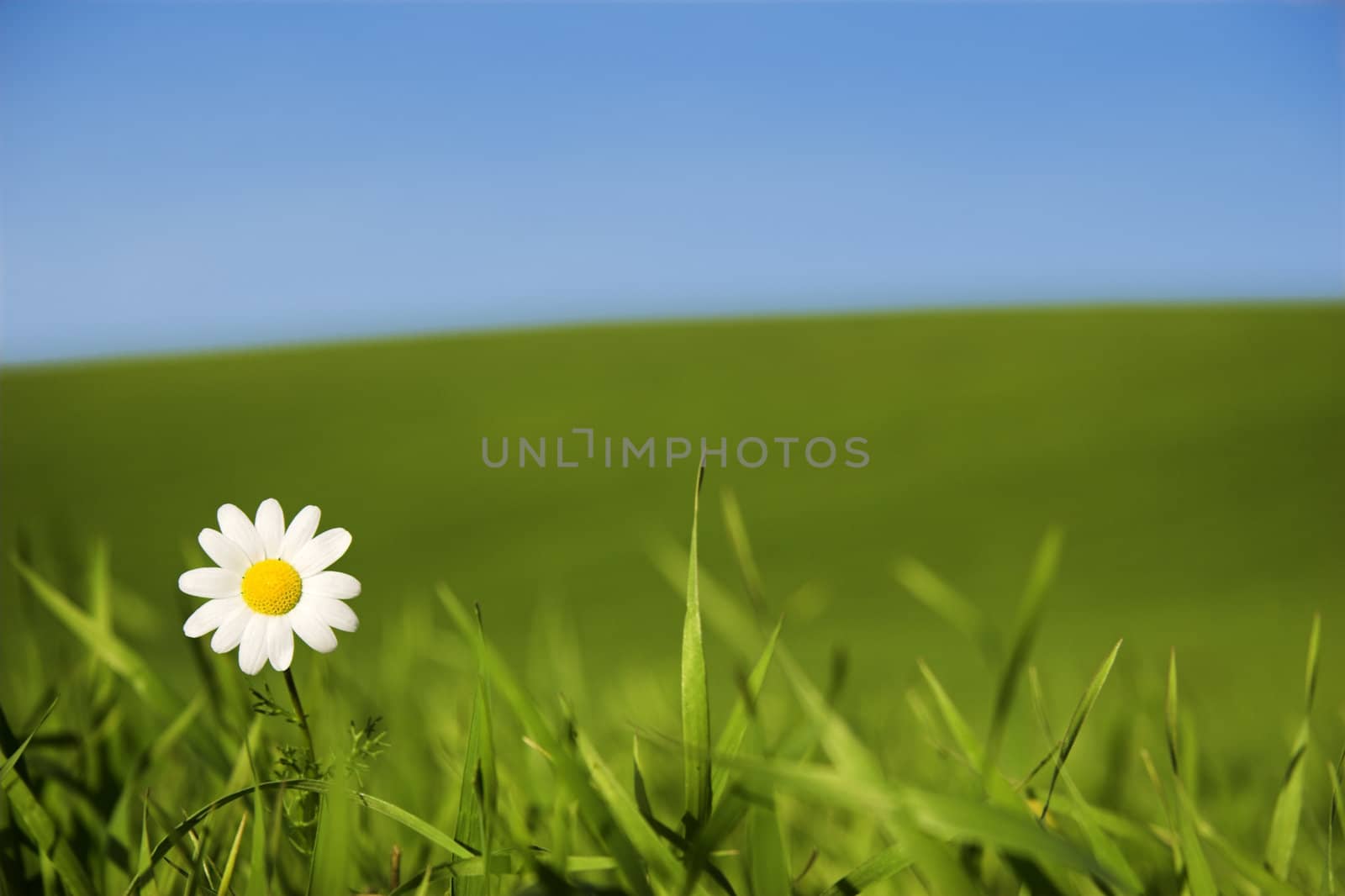 Beautiful white daisy on green meadow - (Focus is on the flower)