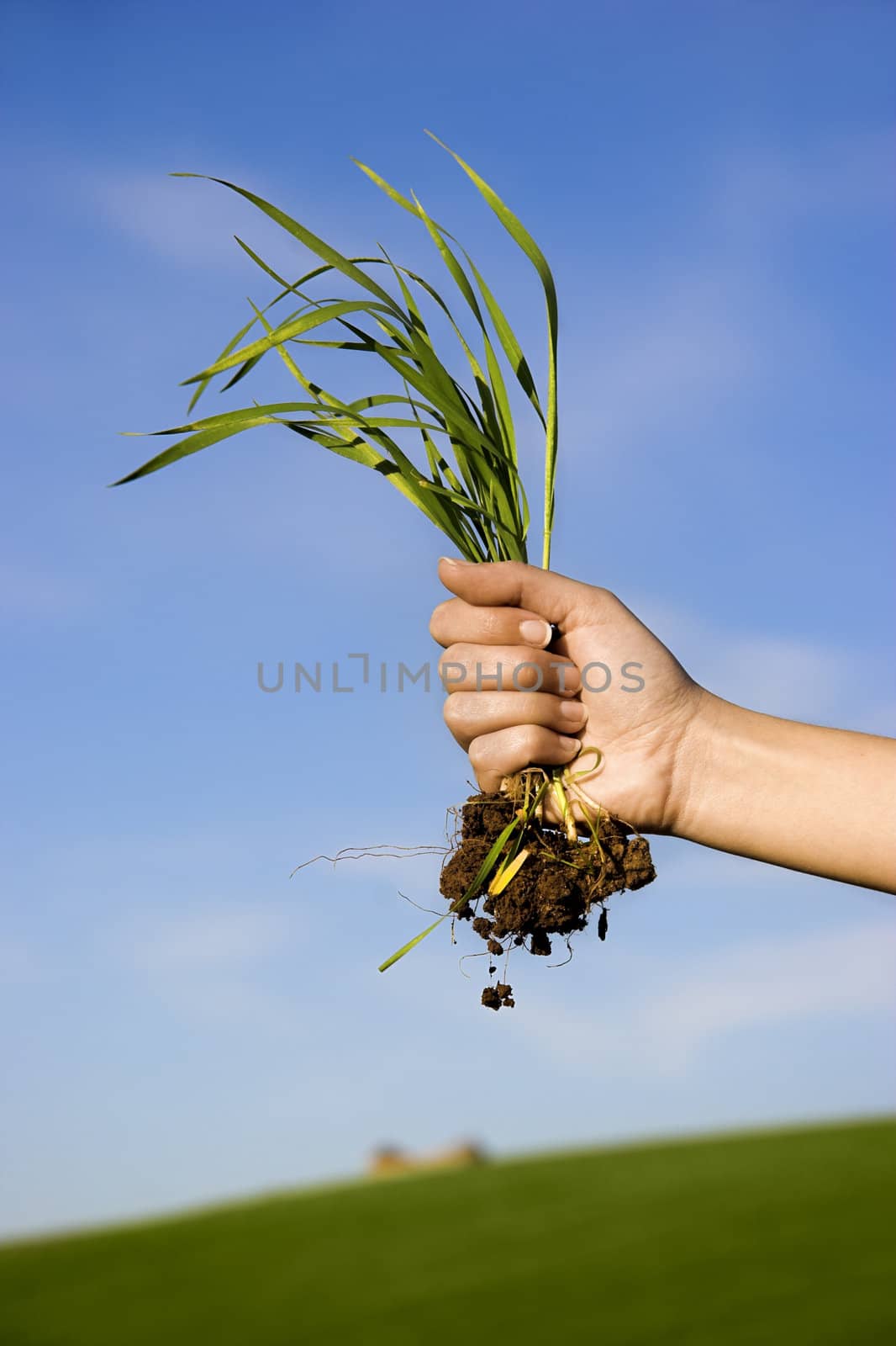 Female hand with a handful of grass