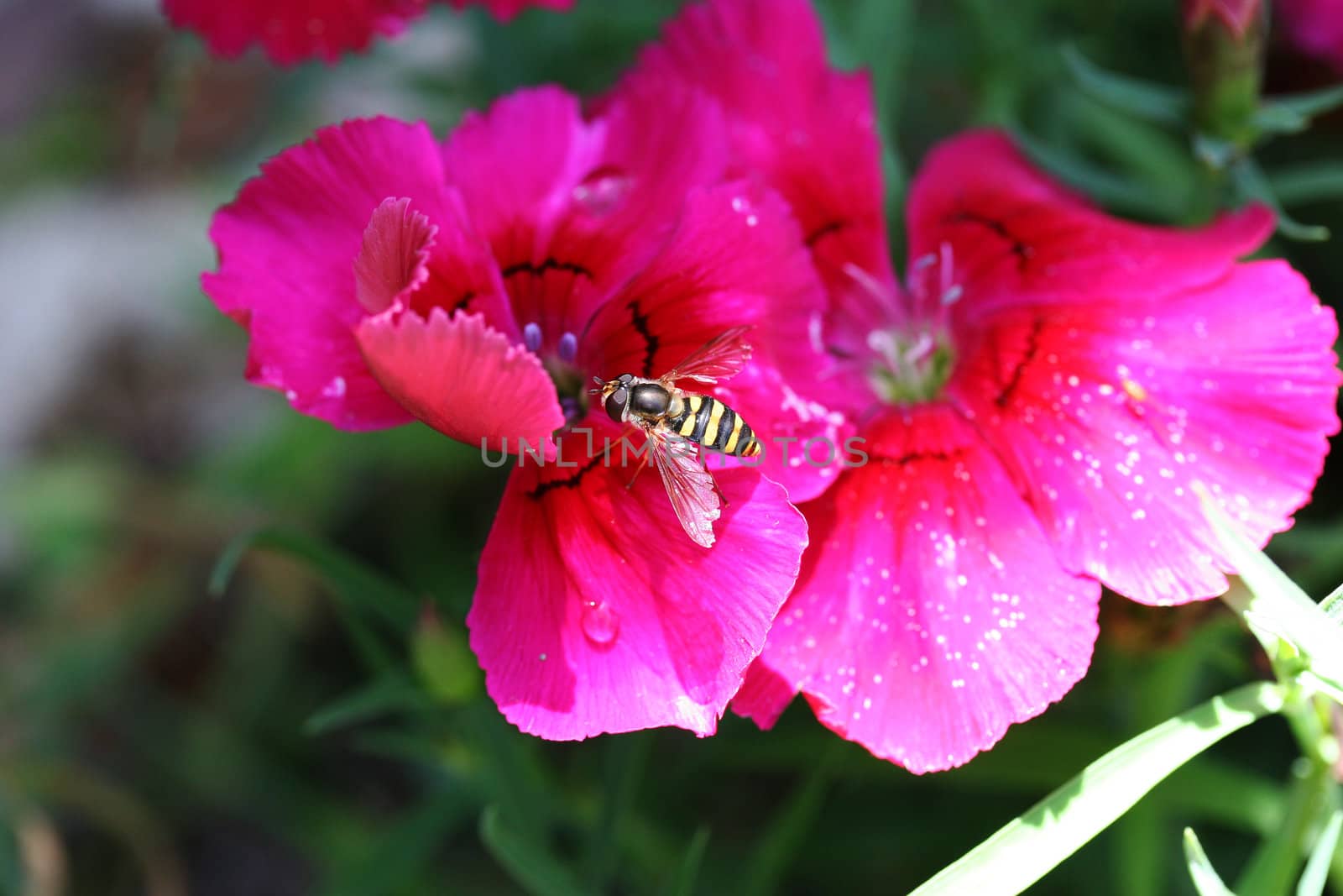 Flying insect collecting nectar and pollinating a flower