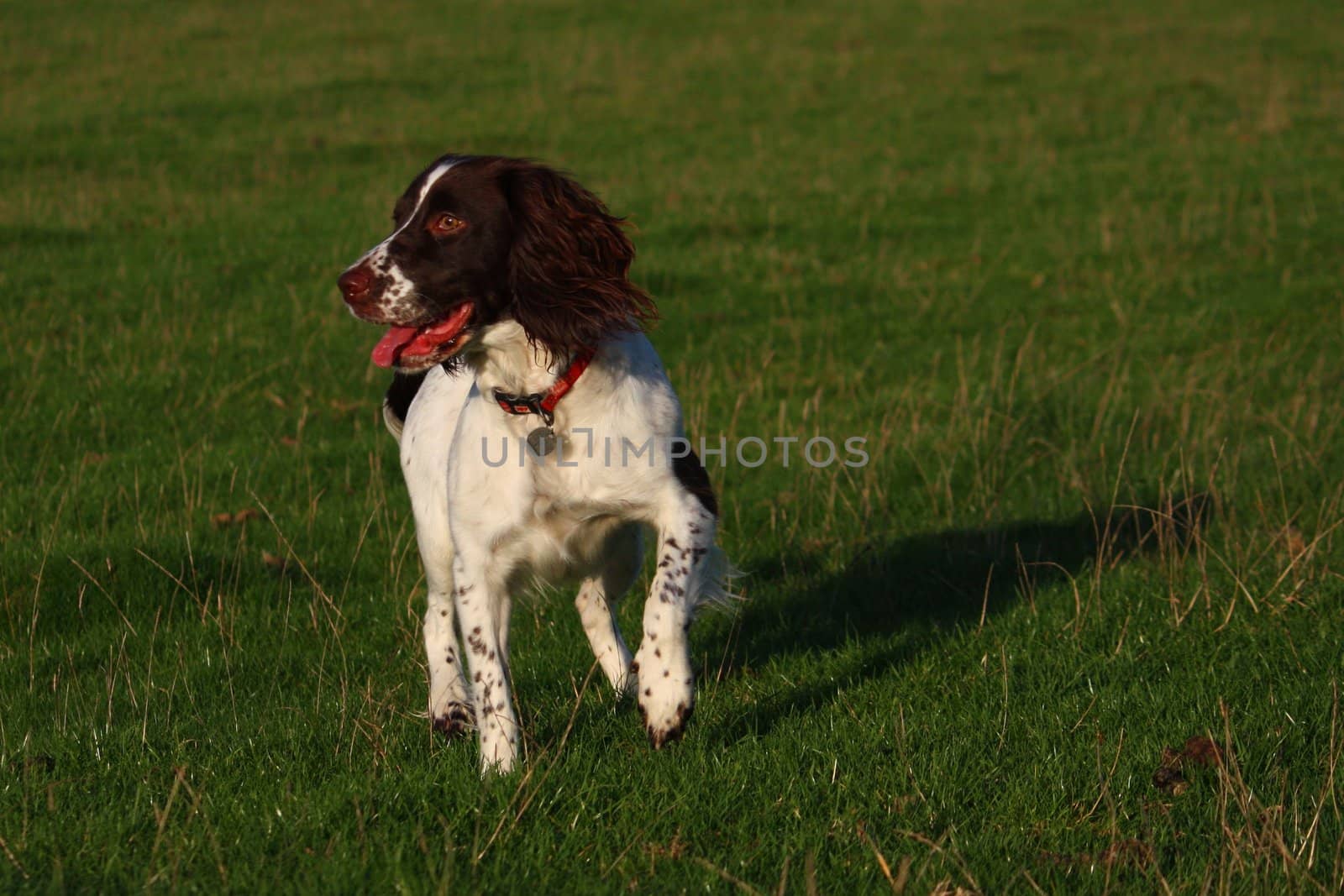 Working English Springer Spaniel stood in a field