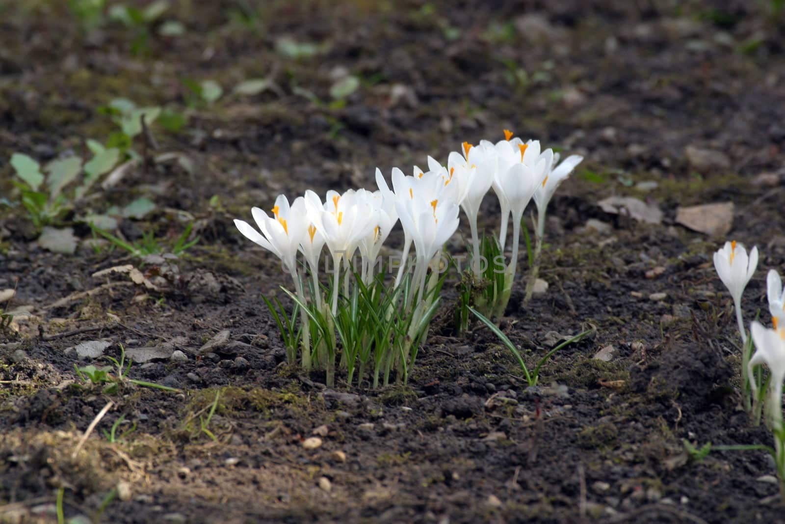 Crocus