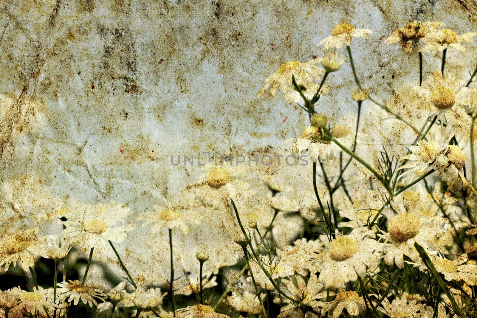 grunge image with texture of daisies on a background of the sky