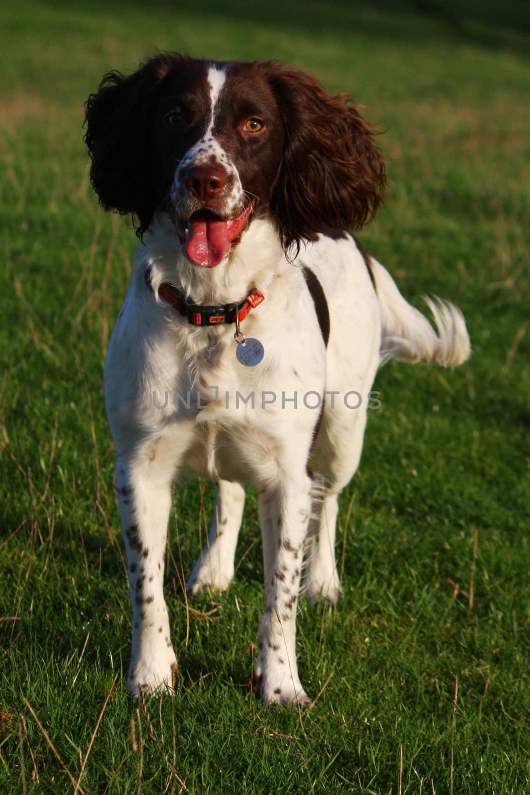 Working English Springer Spaniel standing in a field by chrisga