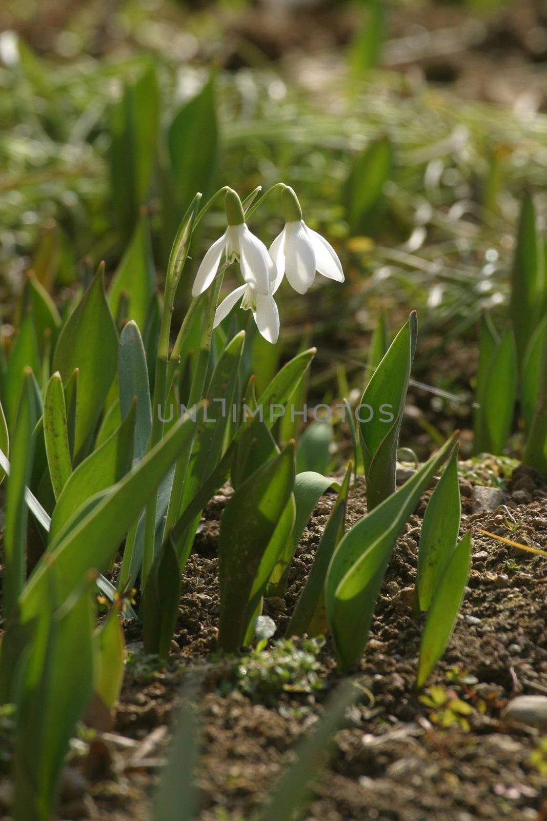 Spring flowers in the field