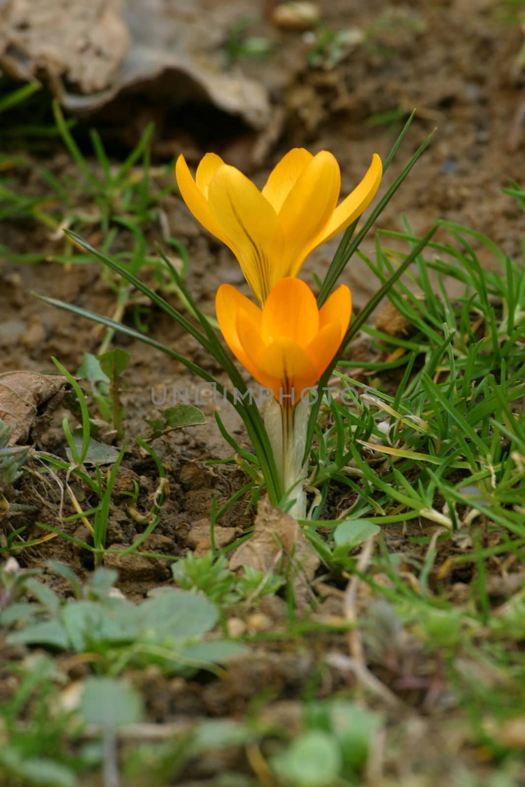 Crocus