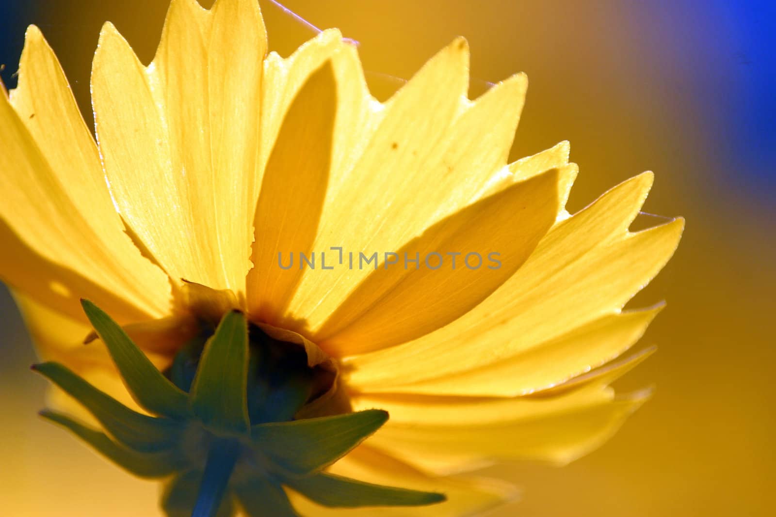 Yelow flower
