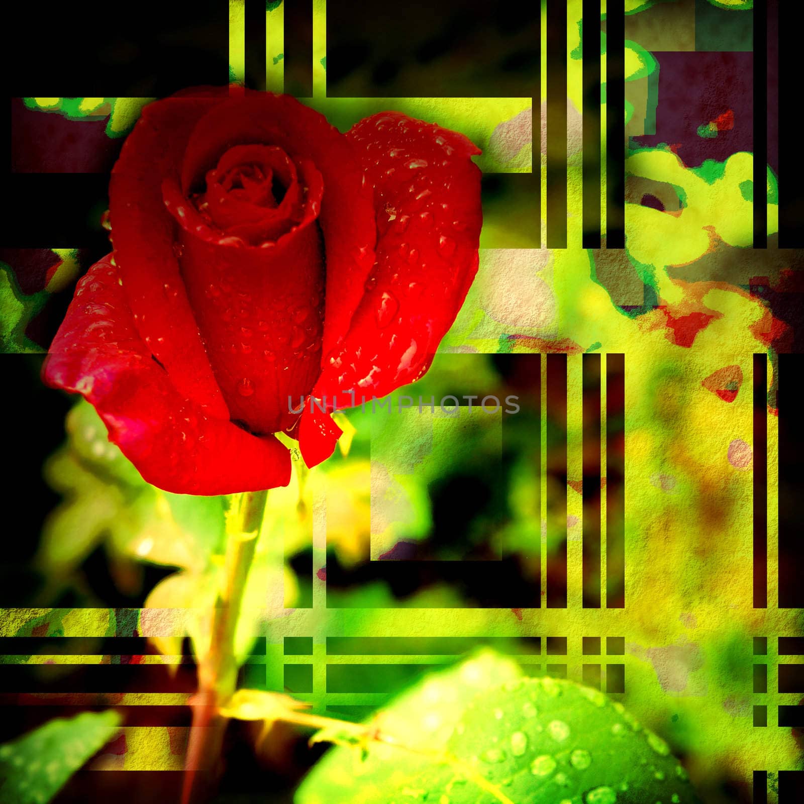 rosebud red card on green background geometric