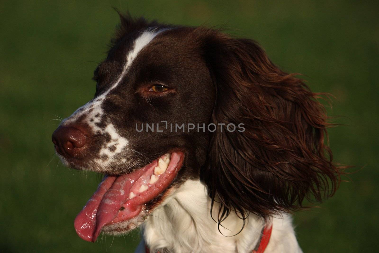 Close-up of a working English Springer Spaniels head by chrisga