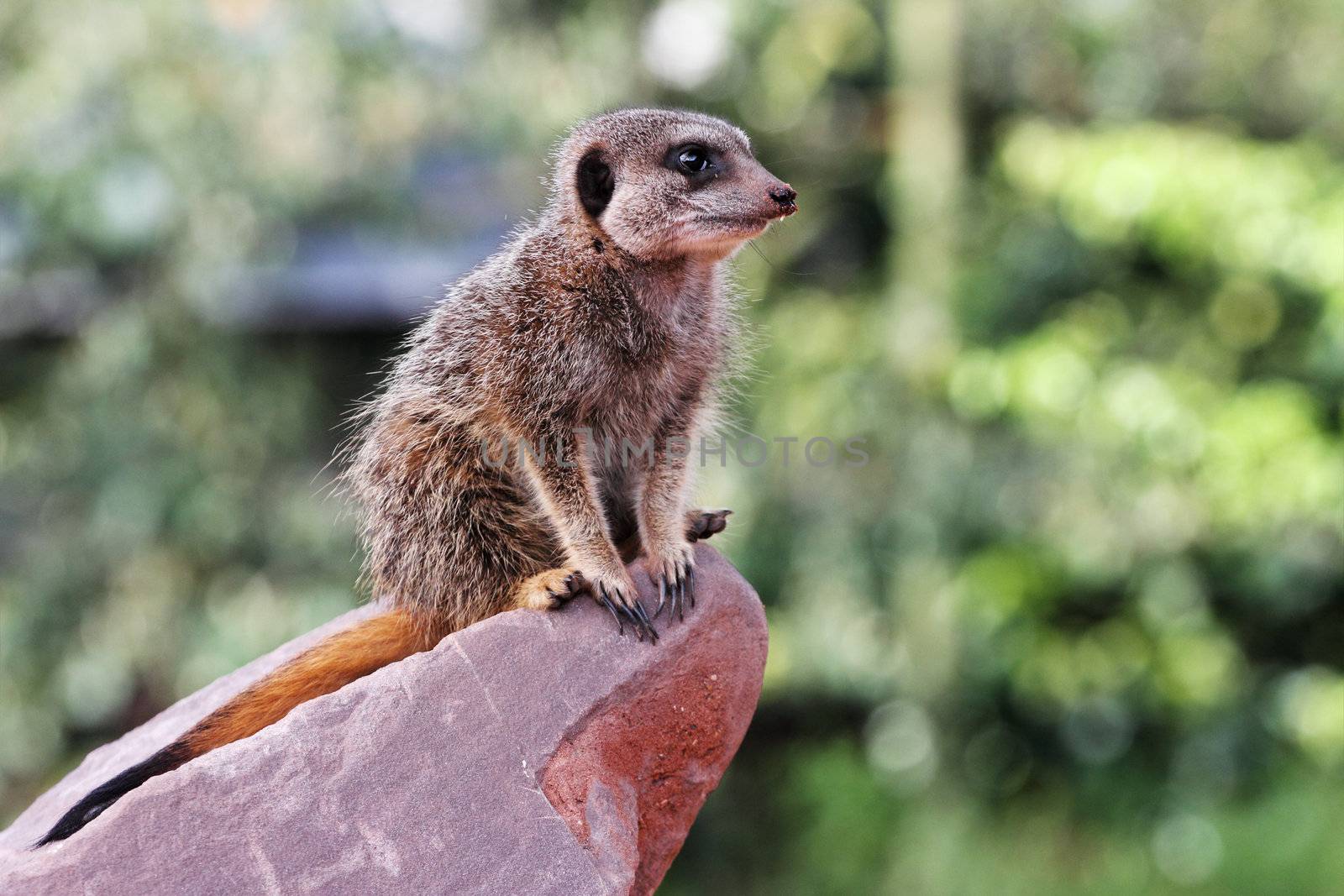 A meercat ( Suricata suricatta) on sentry duty on a rock with earth on its nose after grubbing for food