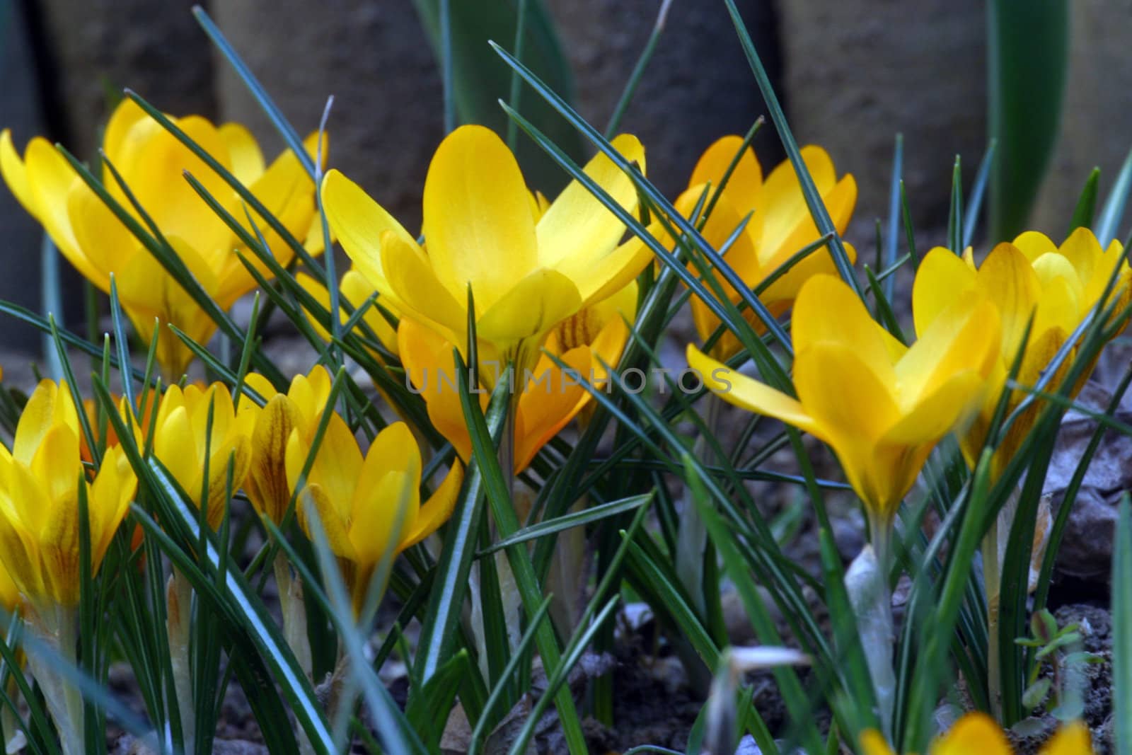 Crocus
