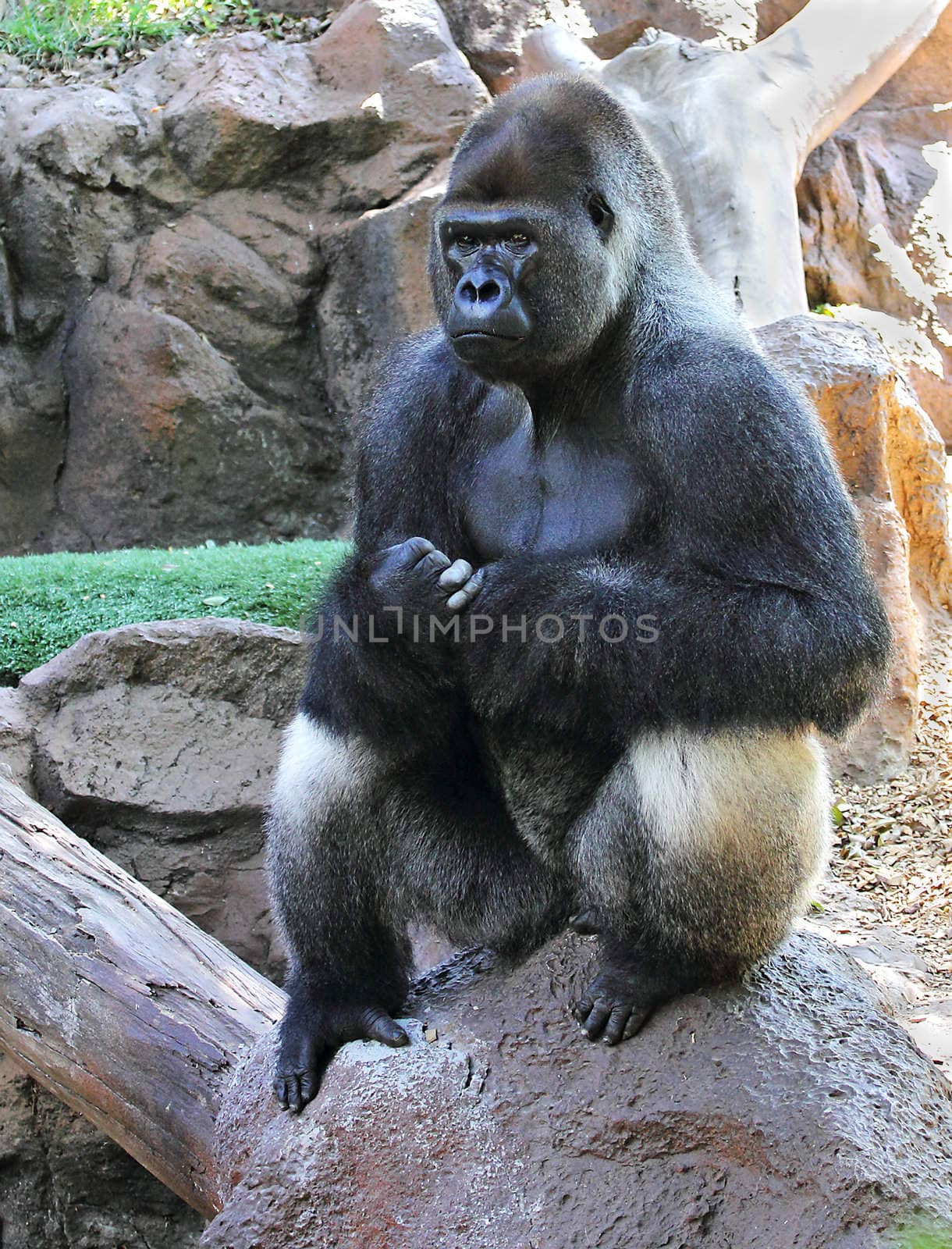 A male silver back western lowland gorilla (Gorilla Gorilla) sitting on a rock