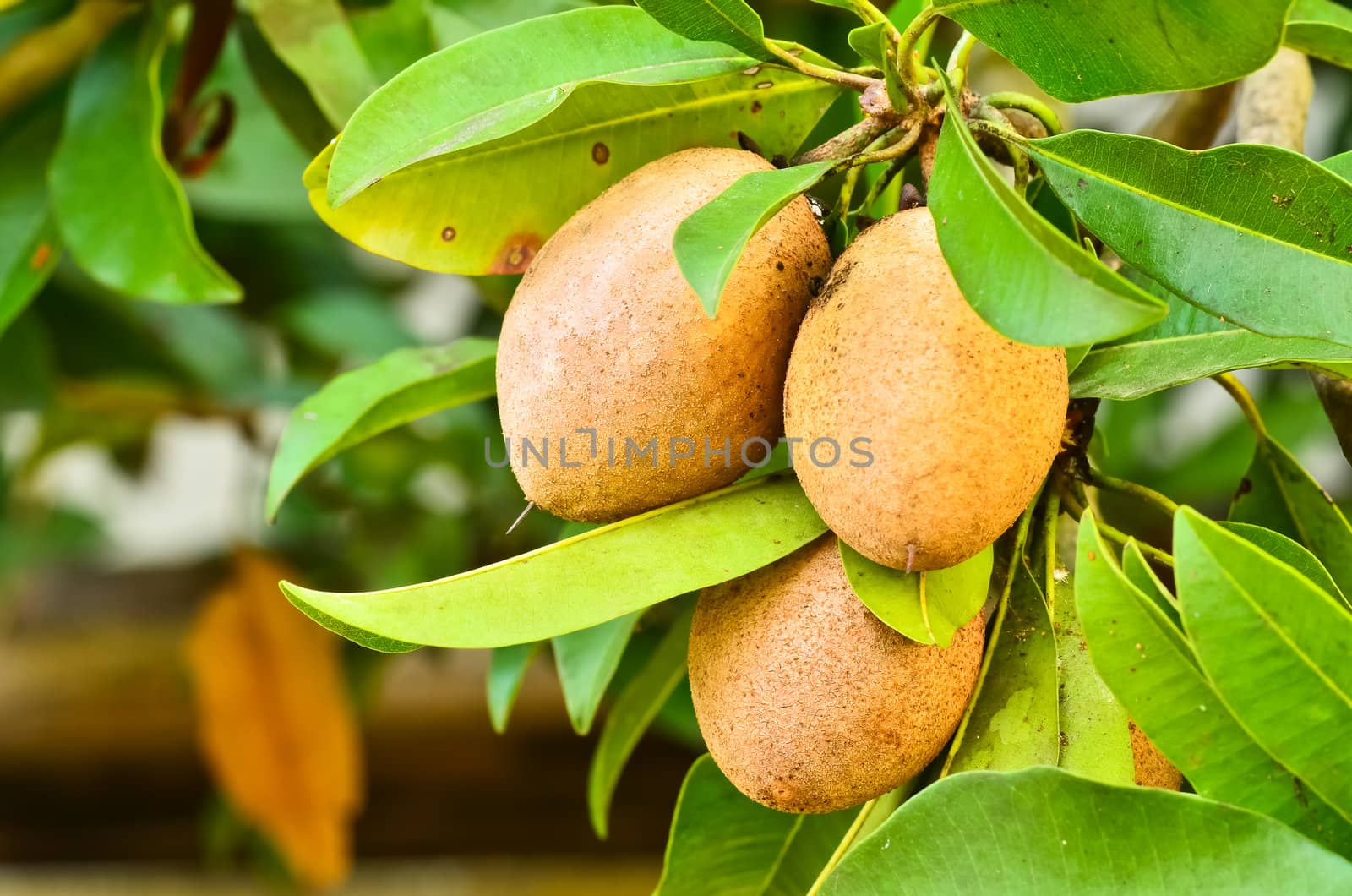 Sapodilla fruit