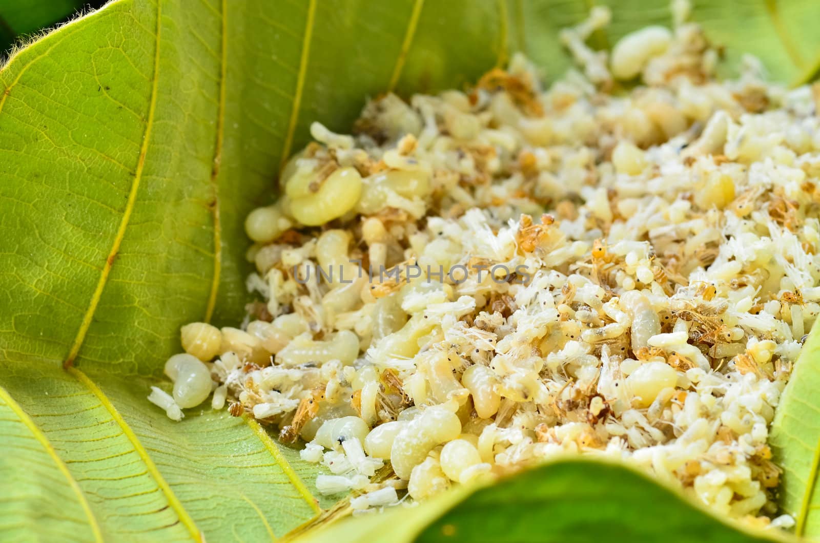 Ant eggs In leaves