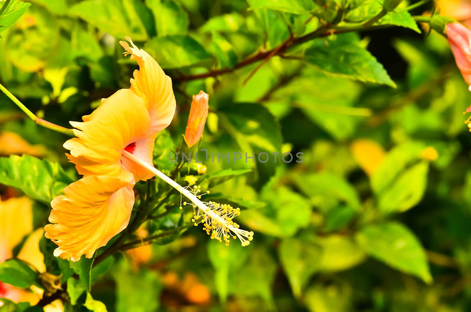 side hibiscus