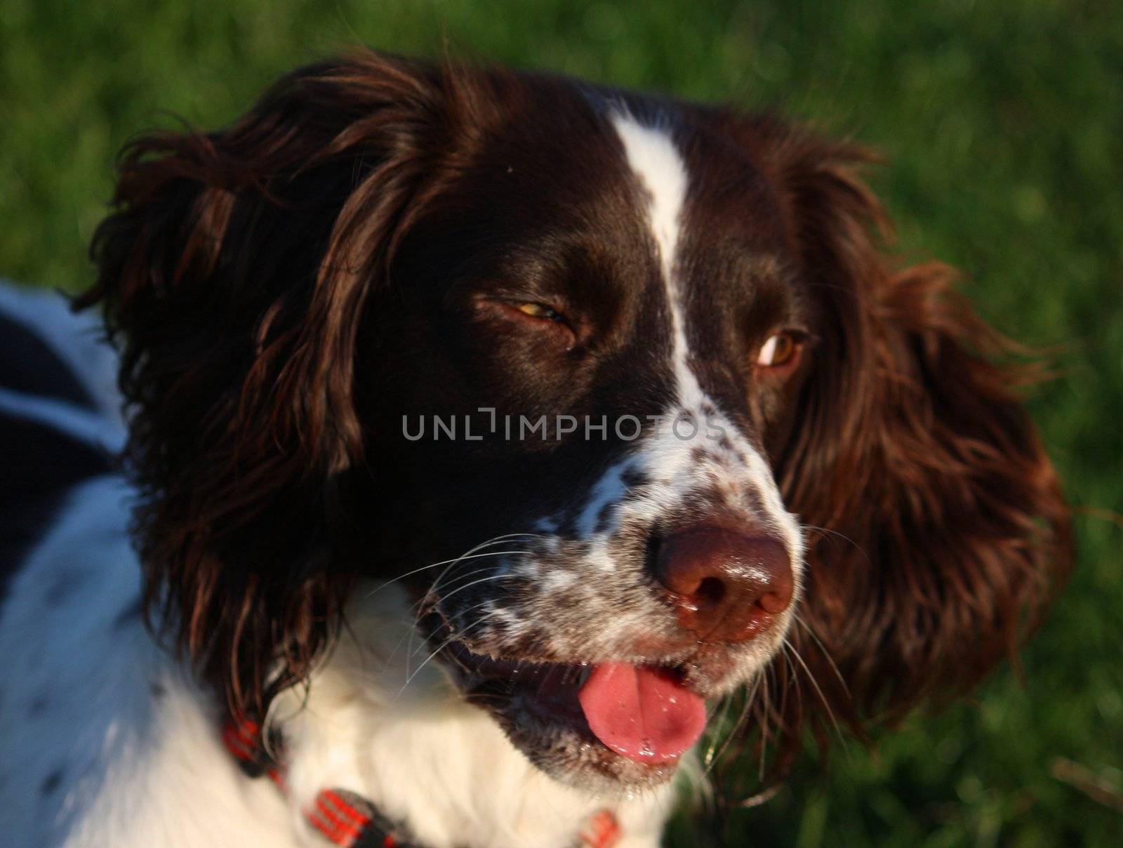 Close-up of a working English Springer Spaniels head