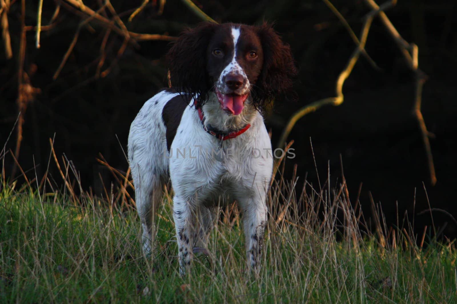 Working English Springer Spaniel standing in a field by chrisga