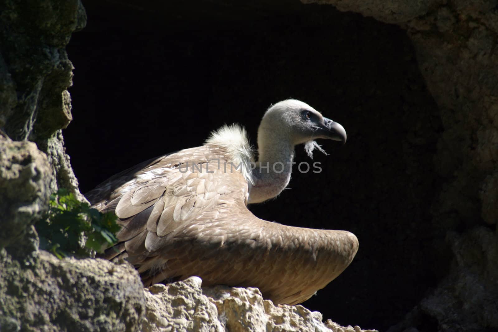Eurasian Griffon (Gyps Fulvus), Vulture