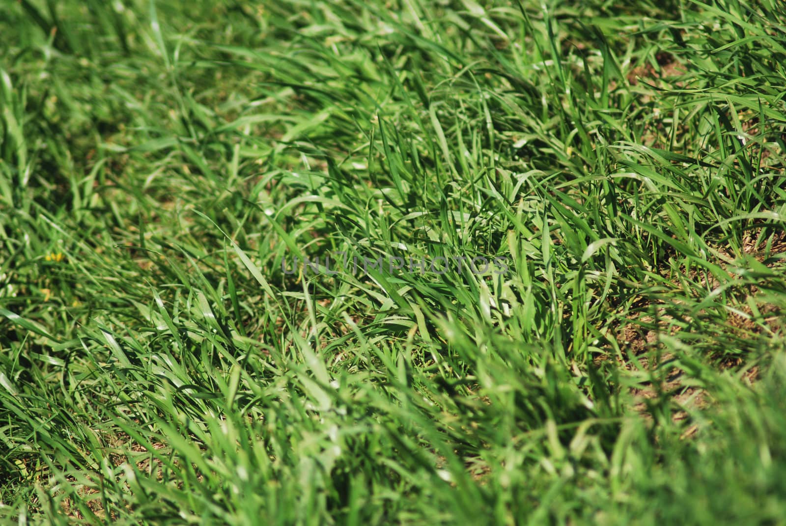 Green spring grass texture - nature background close up           