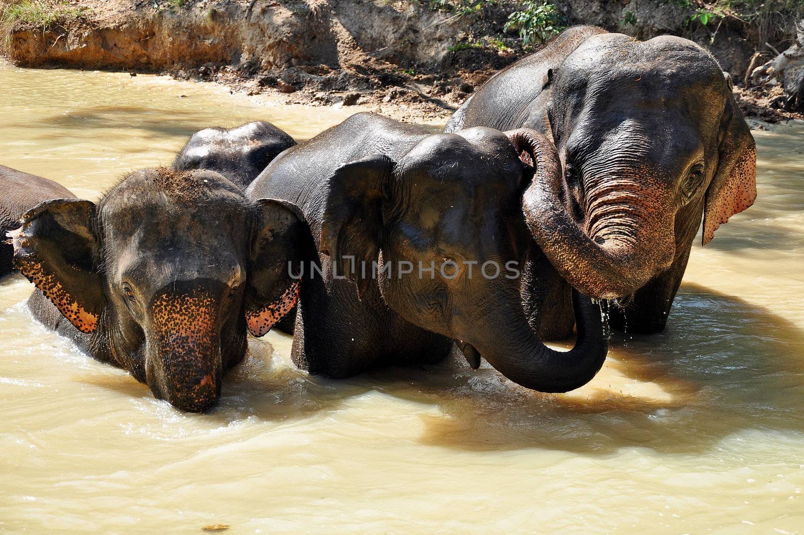 Elephants are the largest living land animals on Earth today.