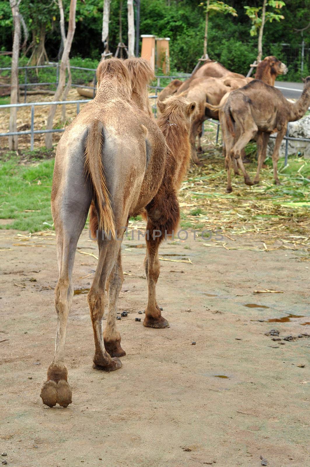 Bactrian camel by MaZiKab