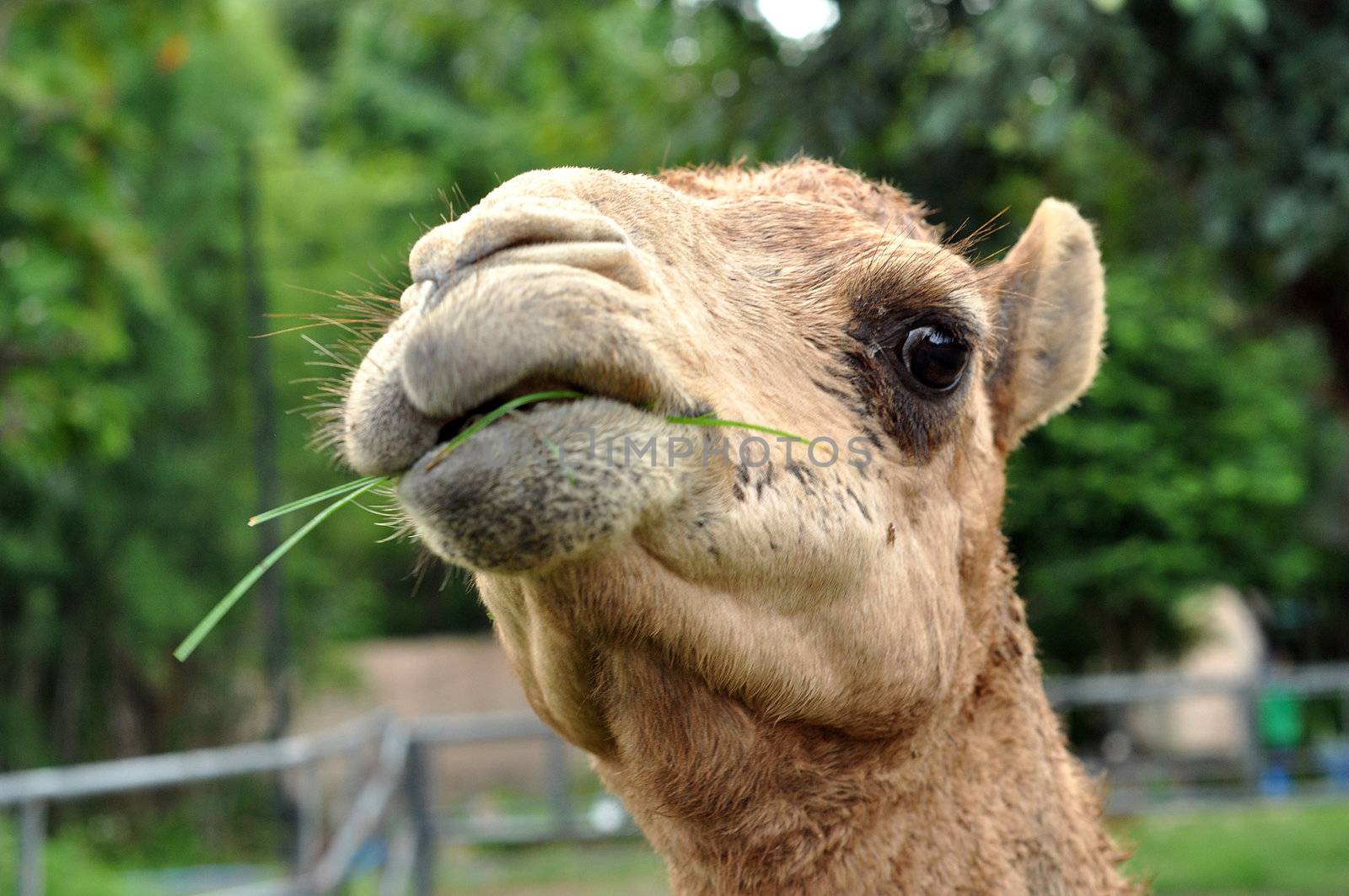 dromedary camel by MaZiKab